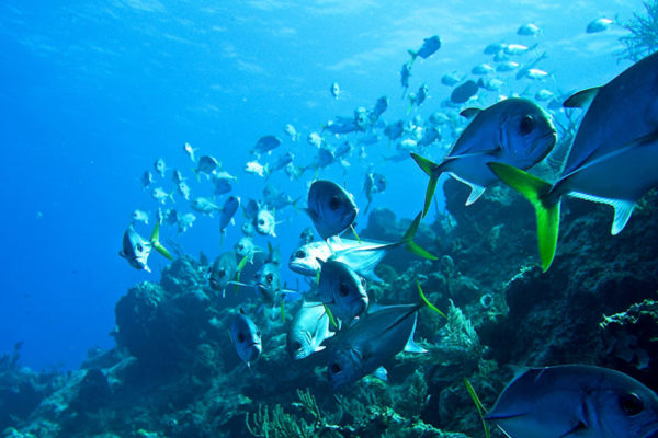 coral-reef-and-fish-1240x595